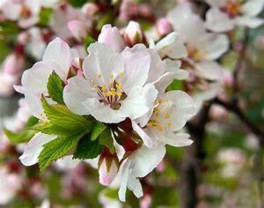 Fleur du Cerisier nain du Canada / Cerisier de Mandchourie